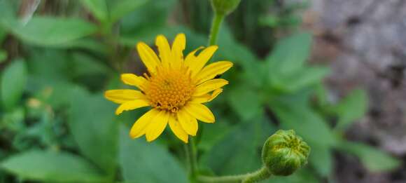 Image of Doronicum corsicum (Loisel.) Poir.