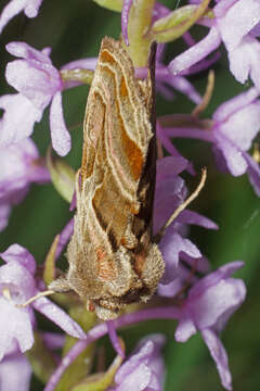 Image of Euchalcia variabilis Piller 1783