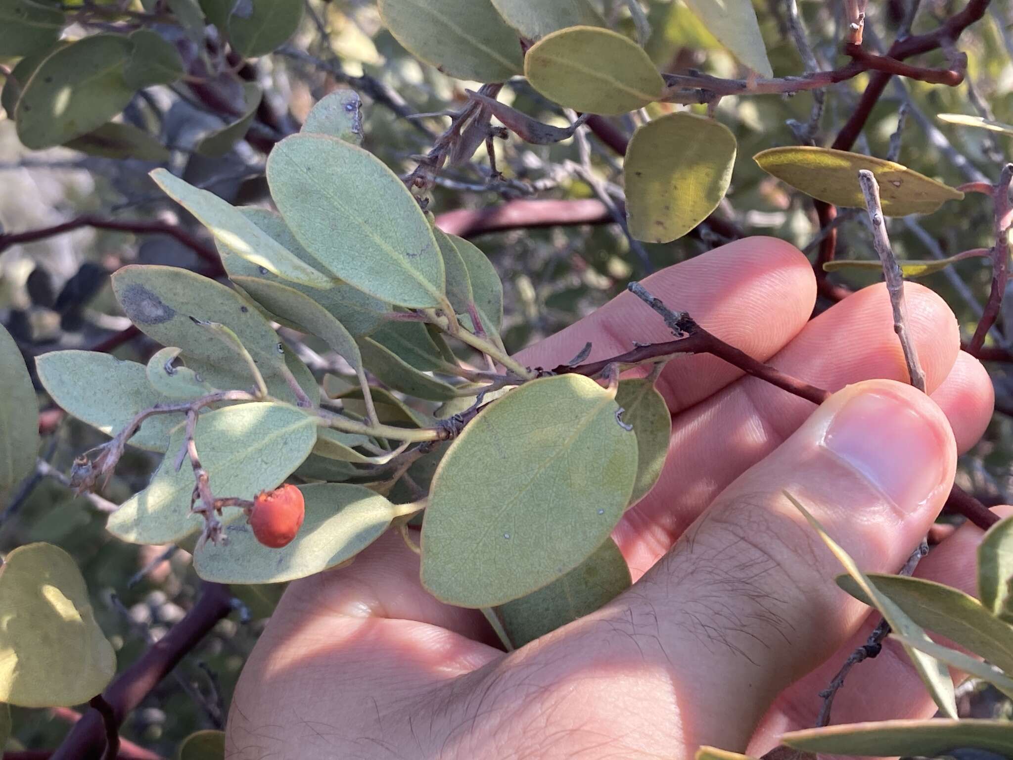 Plancia ëd Arctostaphylos moranii P. V. Wells