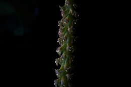 Image of Southern green fairy orchid