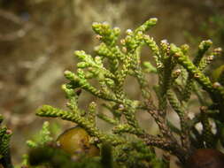 Image of Juniperus phoenicea subsp. phoenicea