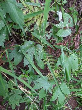 Image of Humulus lupulus var. lupulus