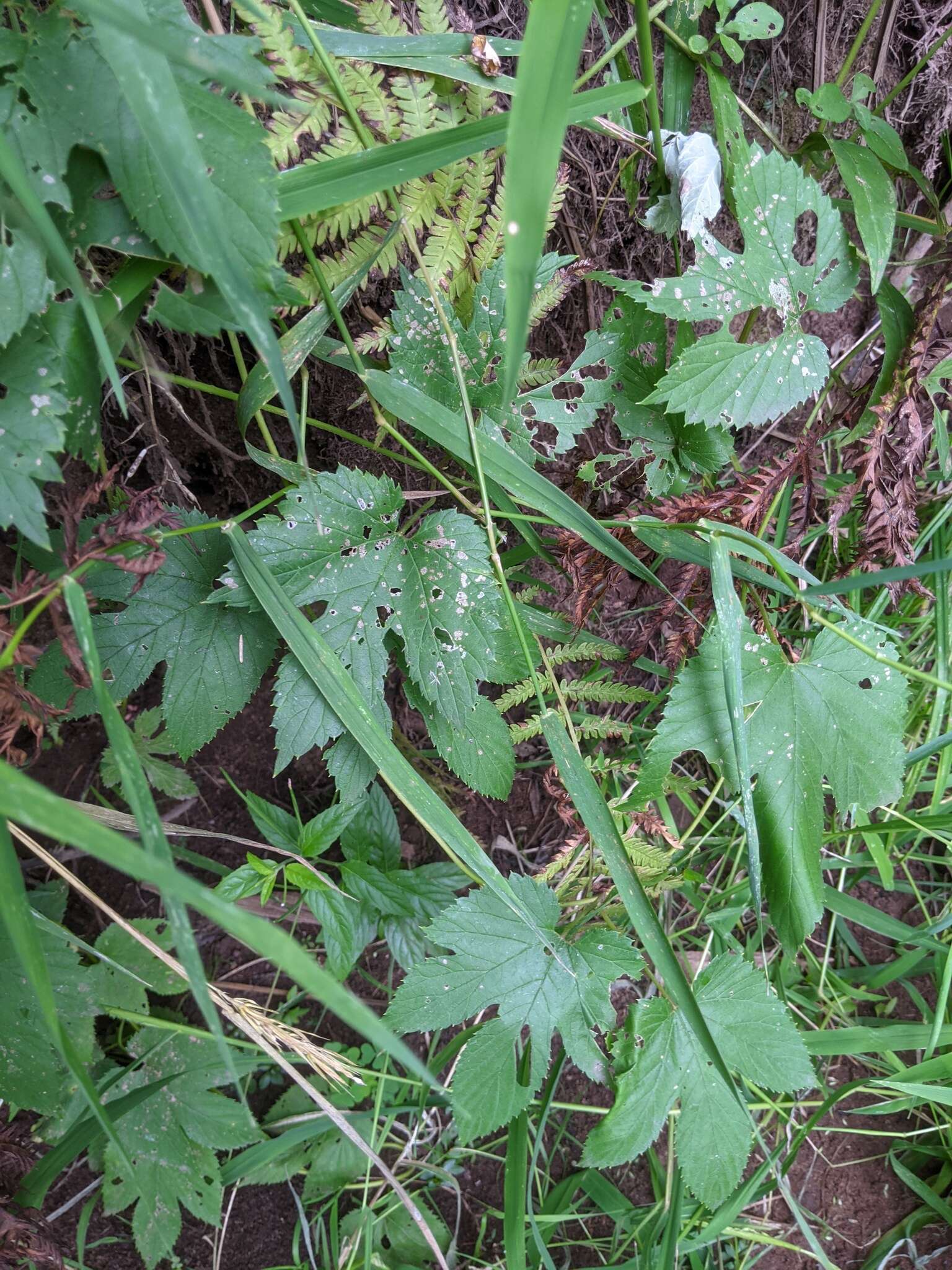 Image of Humulus lupulus var. lupulus