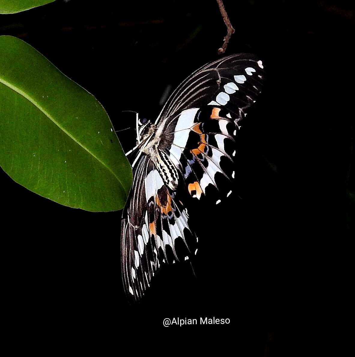 Sivun Papilio gigon Felder & Felder 1864 kuva