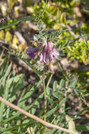 Image of Vicia pannonica subsp. striata