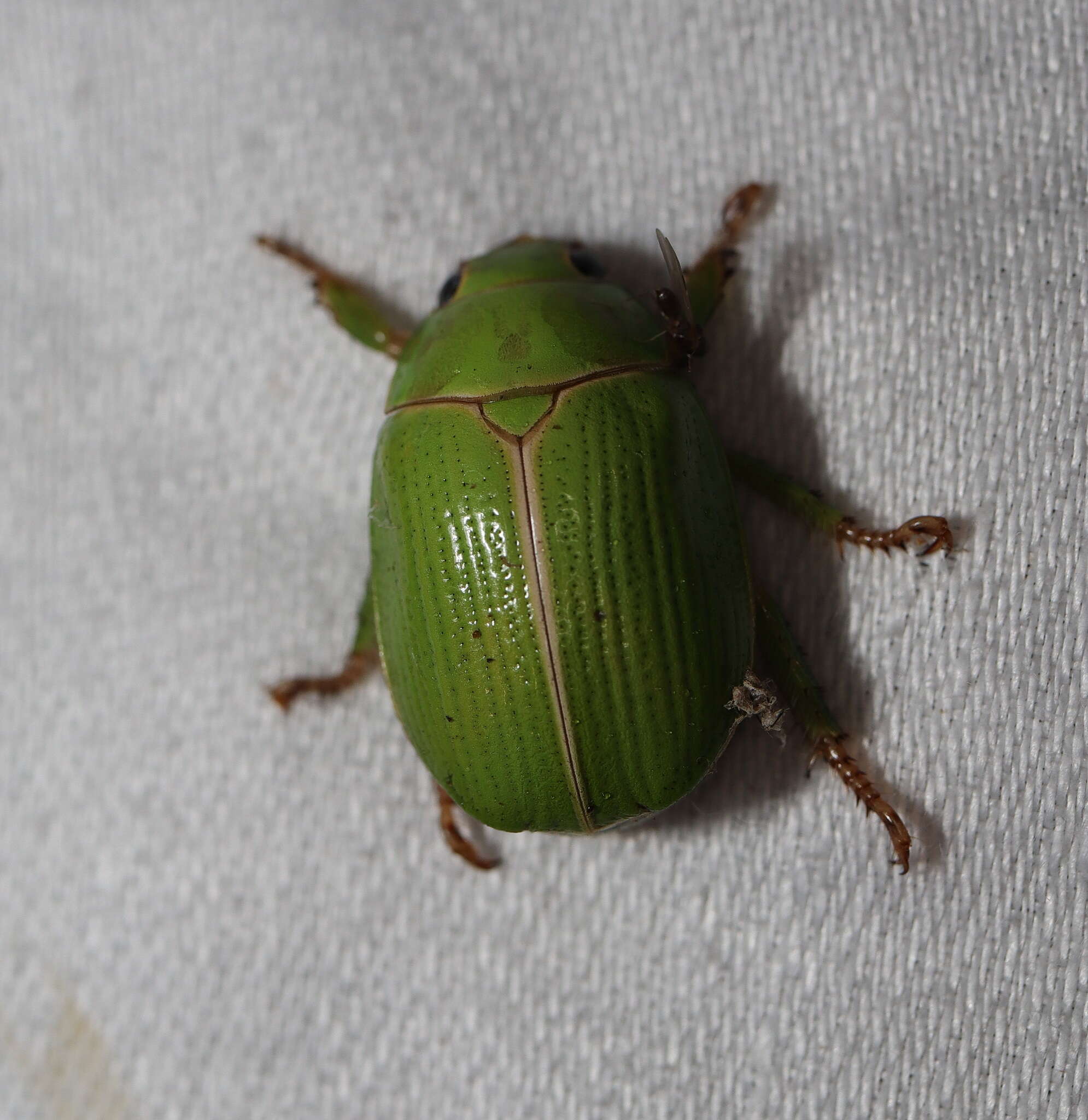 Image of Granny Smith Beetle