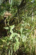 Image of Saussurea latifolia Ledeb.