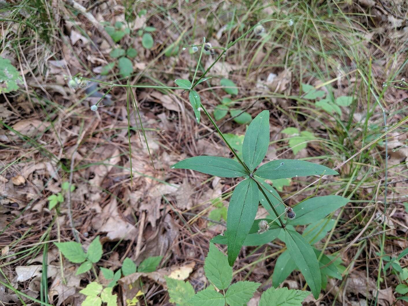 Imagem de Galium lanceolatum (Torr. & A. Gray) Torr.