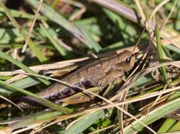 Podismopsis keisti (Nadig 1989)的圖片