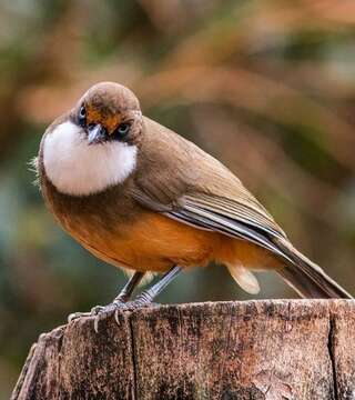 Image of White-throated Laughingthrush