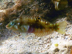 Image of Clouded rainbow fish