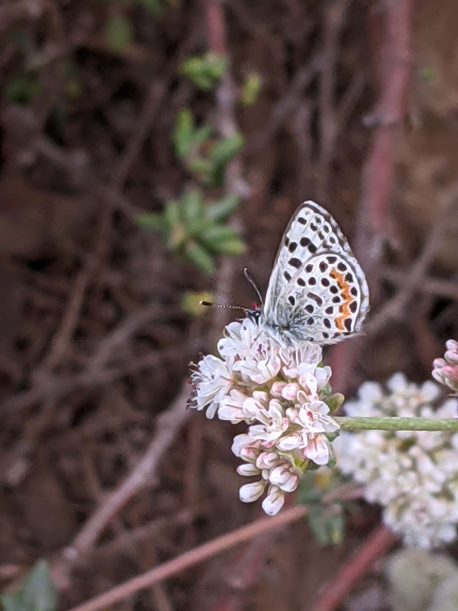 Euphilotes battoides allyni (Shields 1975)的圖片