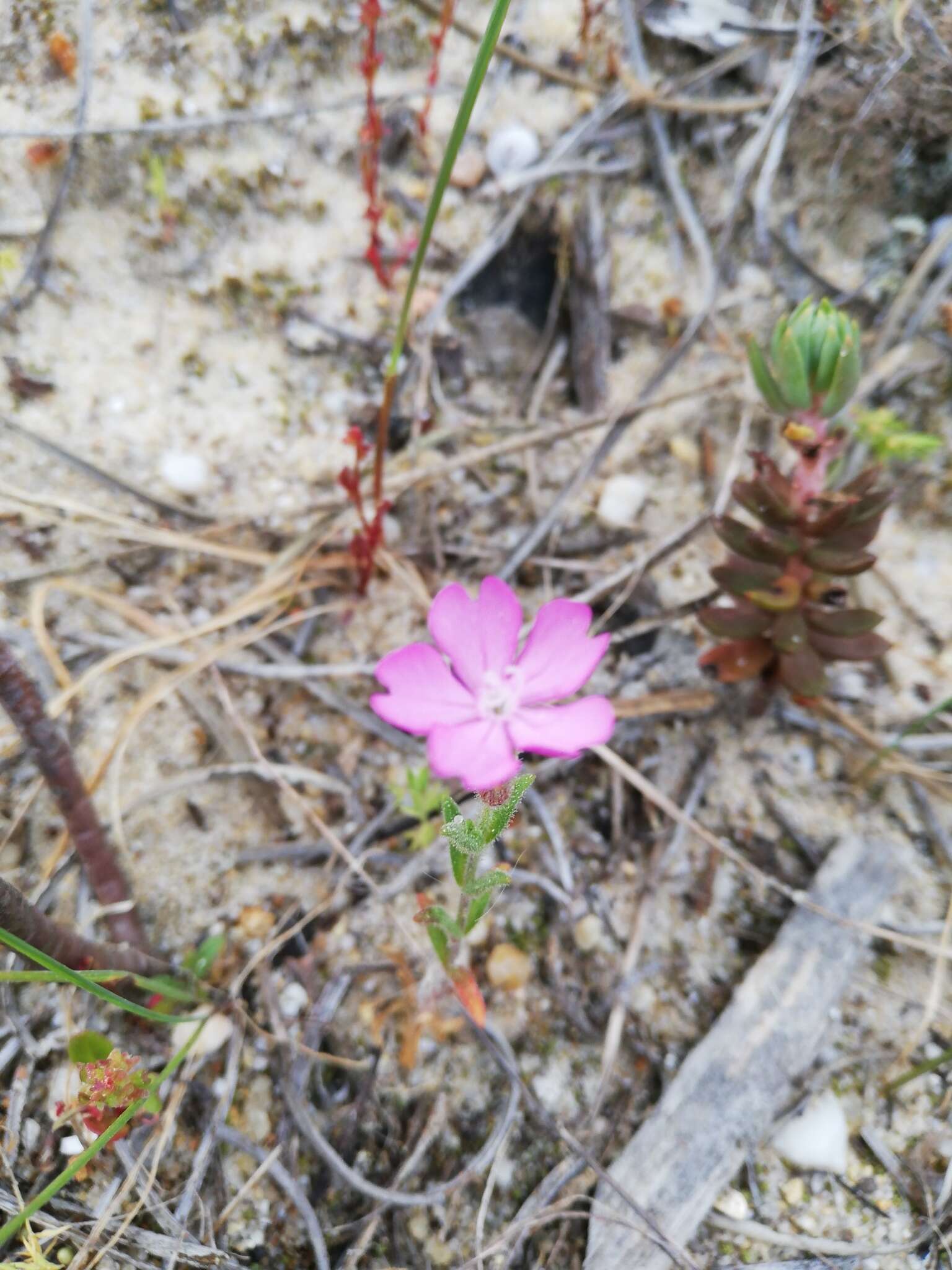 Image of Silene colorata Poir.