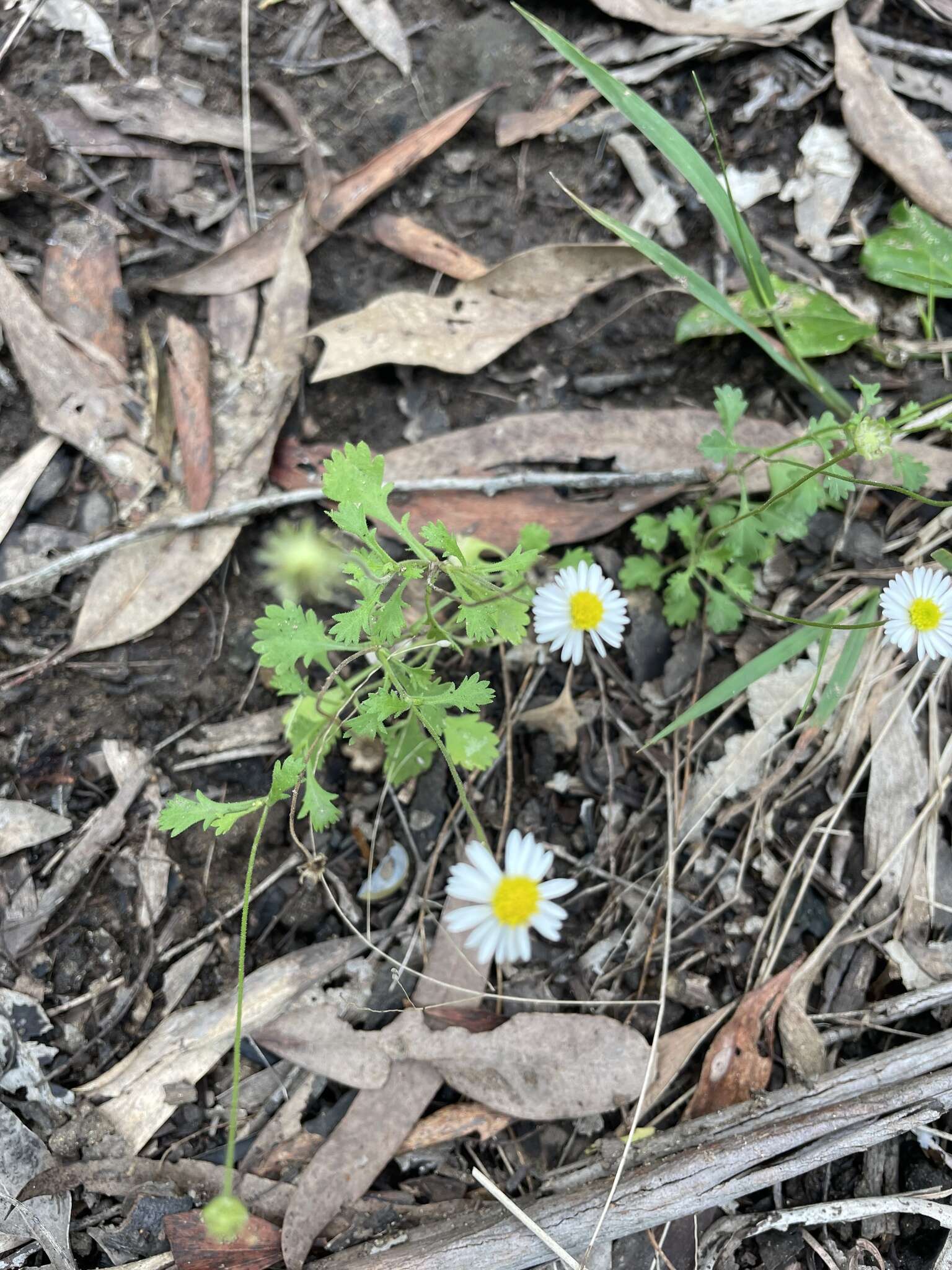 Слика од Brachyscome microcarpa F. Müll.