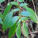 Image of Pilea elegans C. Gay