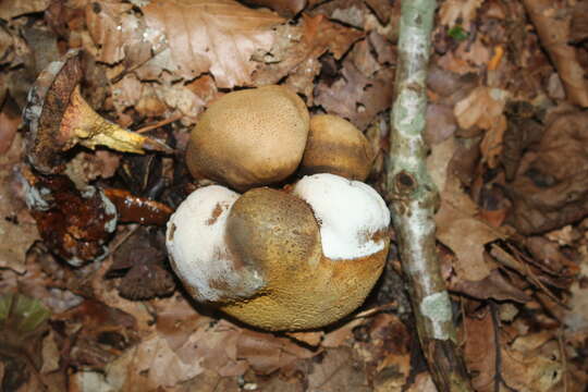 Image of Pseudoboletus