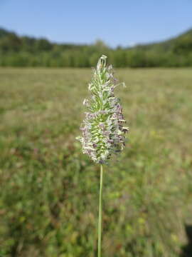 Image of Phleum bertolonii DC.