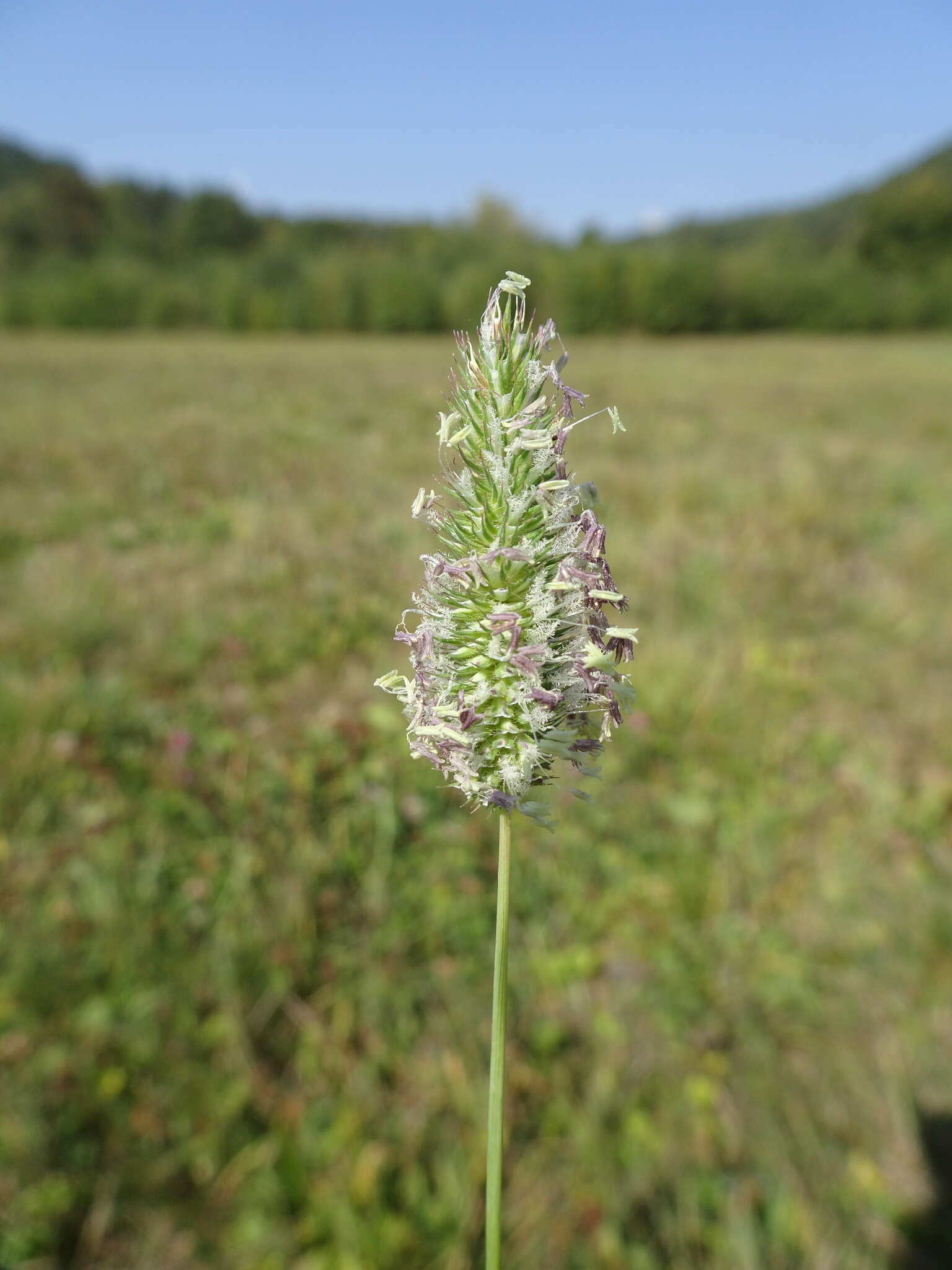 Image of Phleum bertolonii DC.