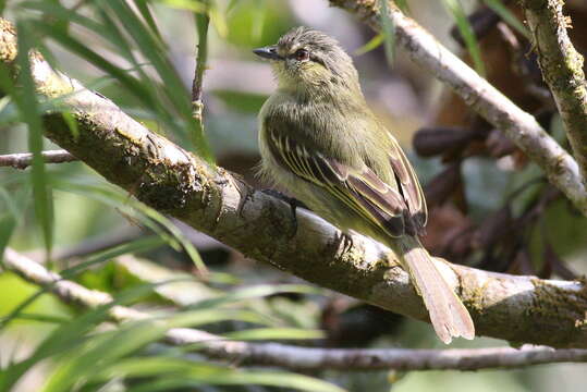 Image of Peruvian Tyrannulet