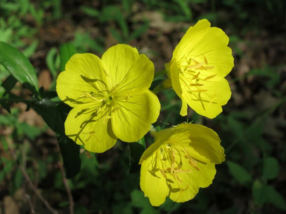 Plancia ëd Oenothera fruticosa L.