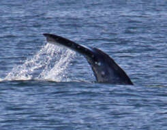 Image of gray whales