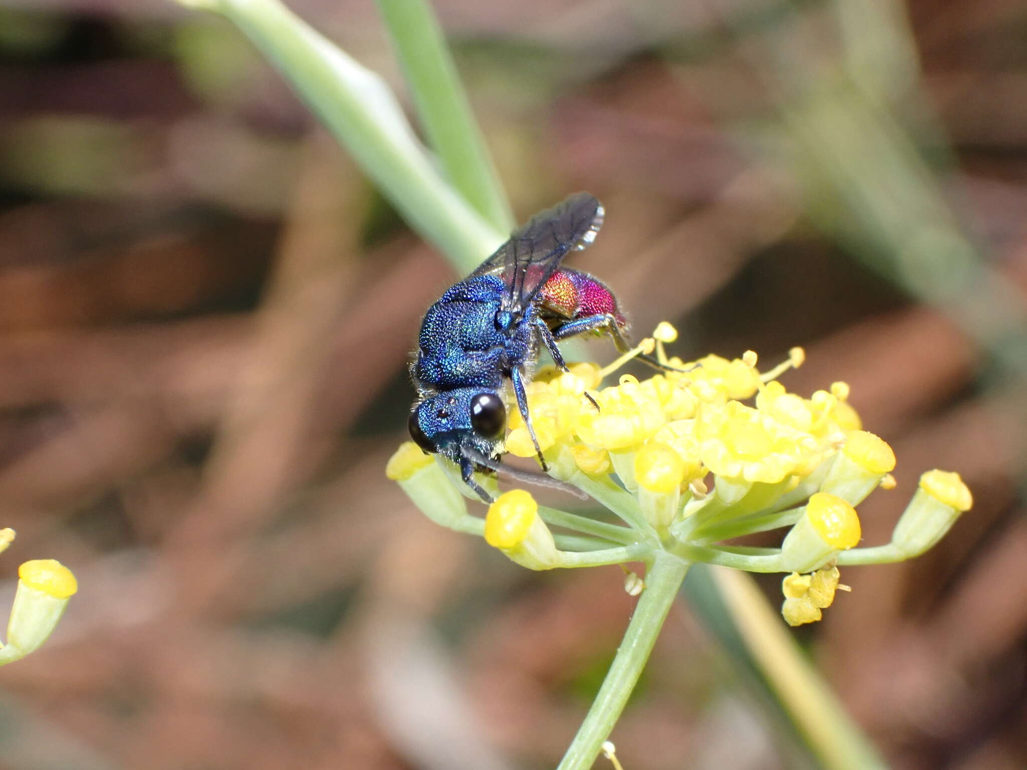 صورة <i>Chrysis magnidens</i>