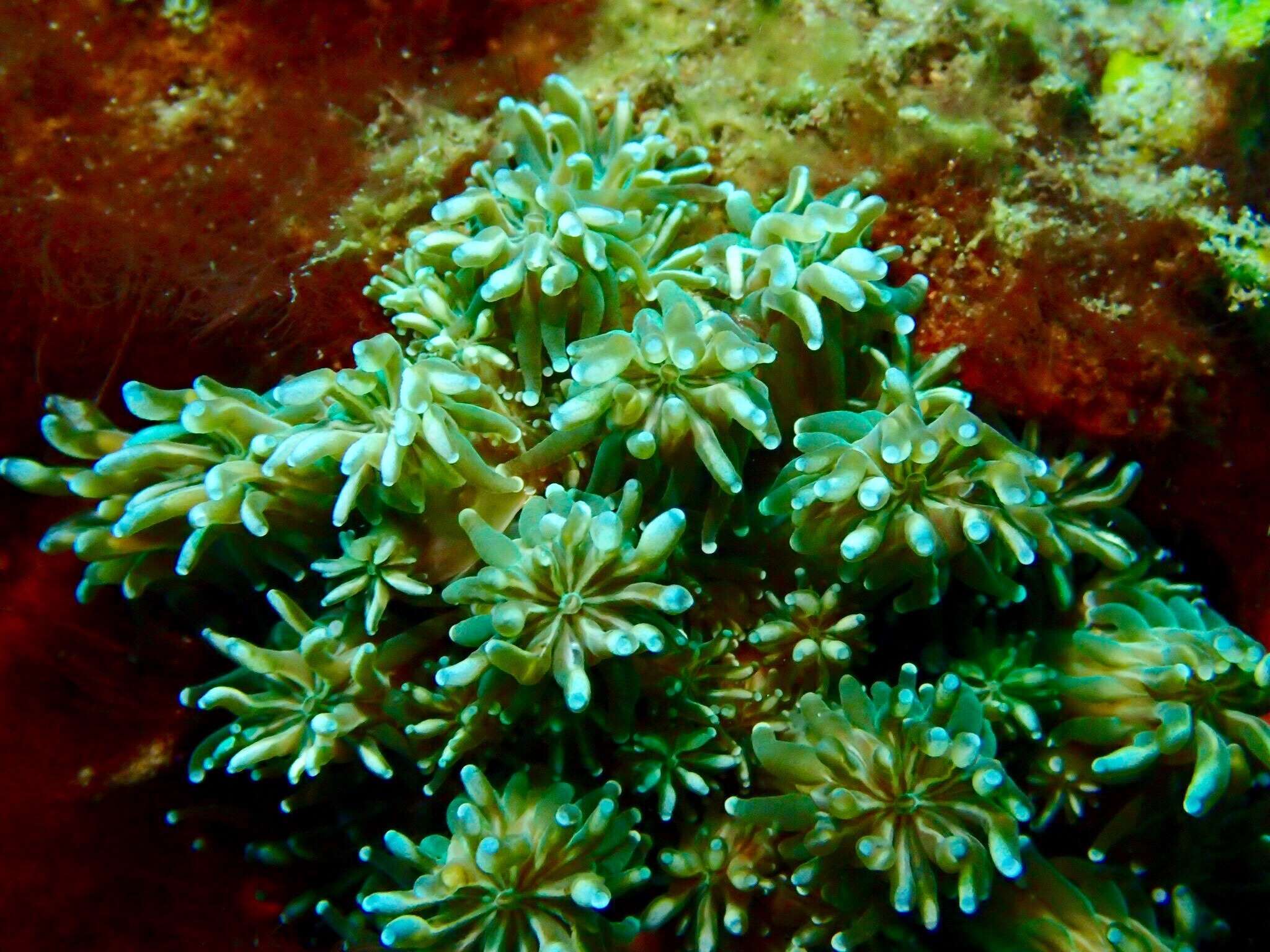 Image of Galaxea coral