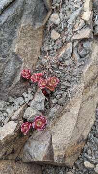 صورة Sedum oreganum subsp. tenue R. T. Clausen