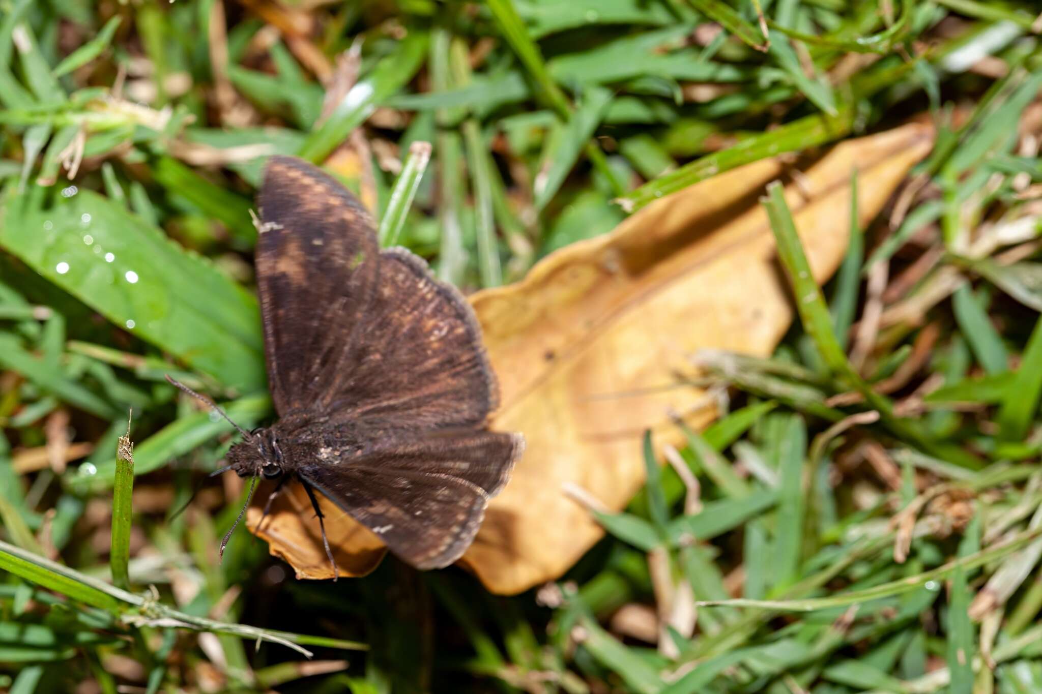 Image of Zarucco Duskywing