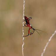 Image of Poecilosphodrus gratiosus (Stål 1859)