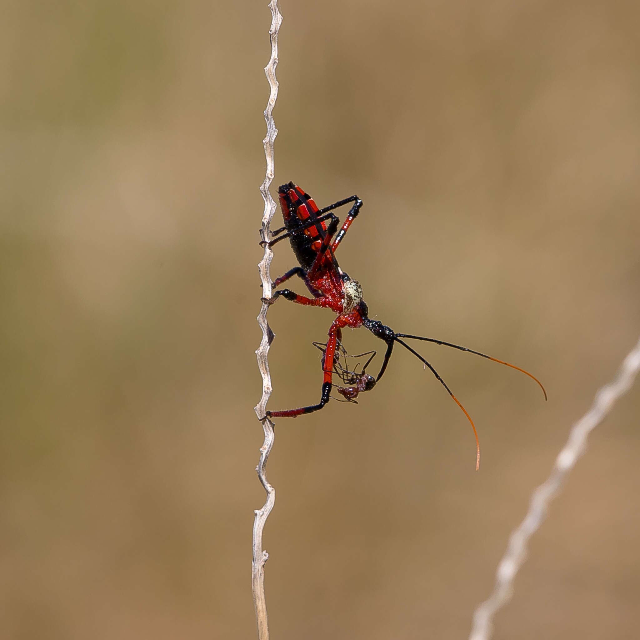 صورة Poecilosphodrus gratiosus (Stål 1859)