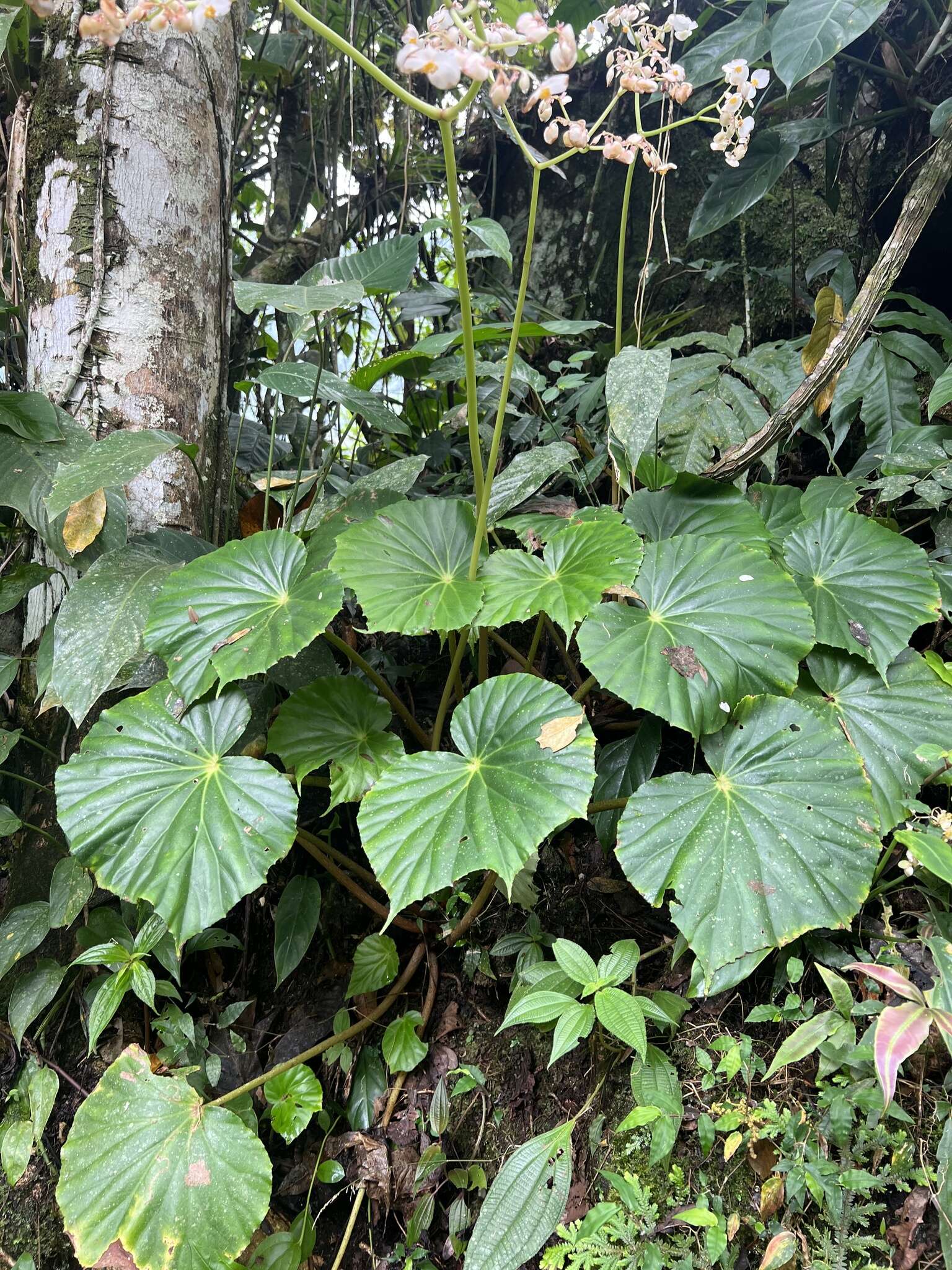 Слика од Begonia urophylla Hook.