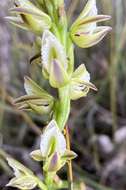 Image of Christmas leek orchid