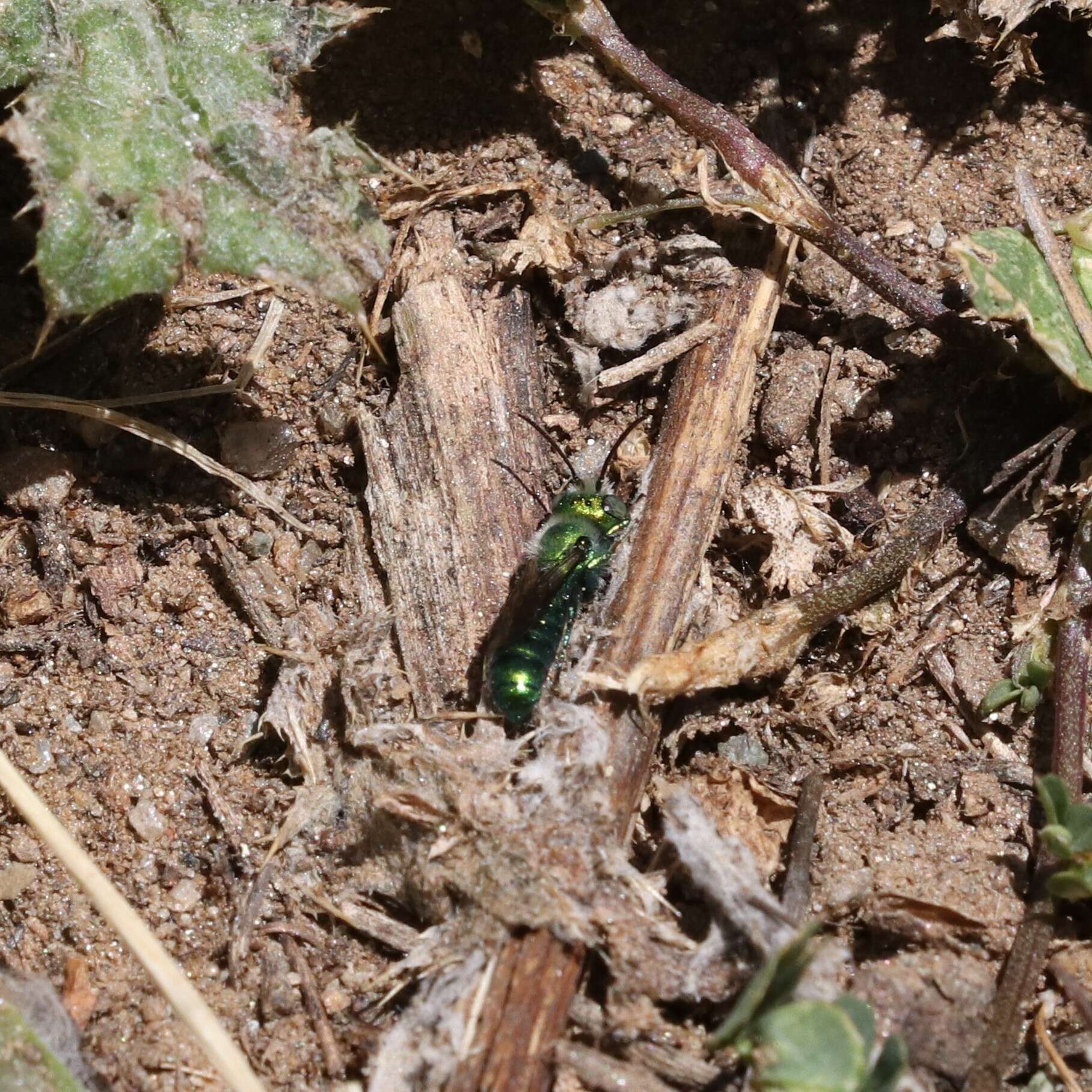 Image of Hoplitis fulgida platyura (Cockerell 1911)