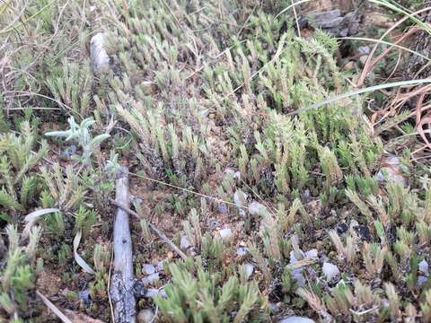 Image of Crassula lanceolata (Eckl. & Zeyh.) Endl. ex Walp.