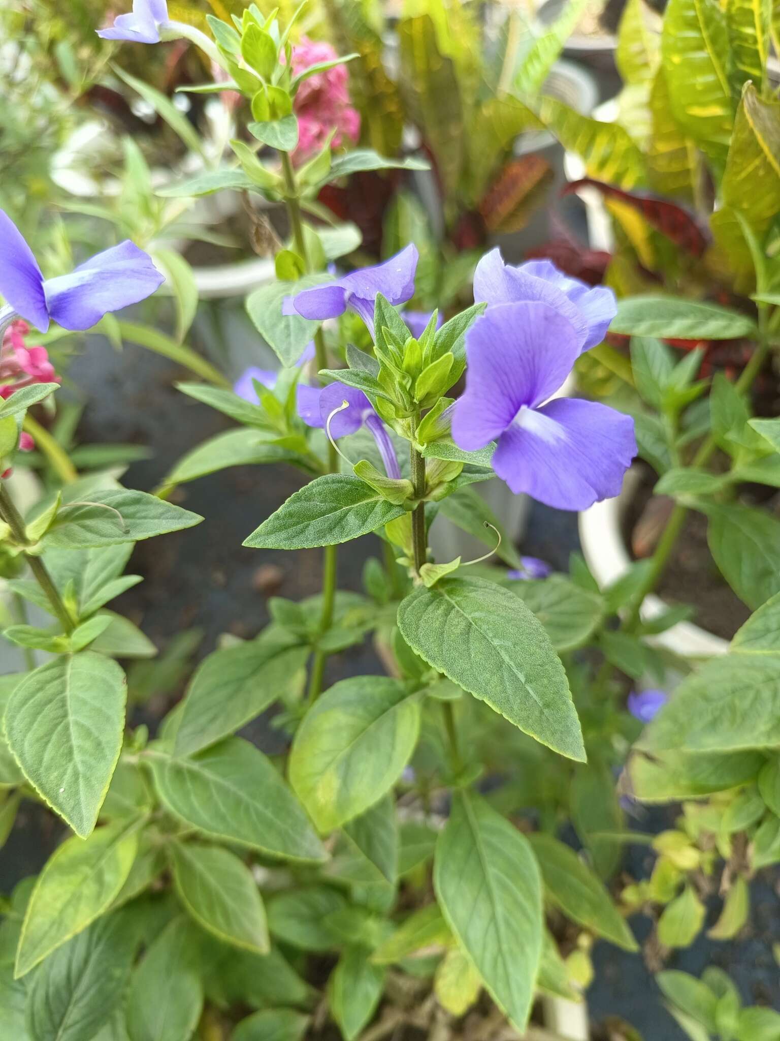 Image de Achetaria azurea (Linden) V. C. Souza