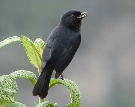 Imagem de Diglossa humeralis aterrima Lafresnaye 1846