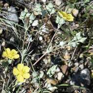 Image of branched cinquefoil