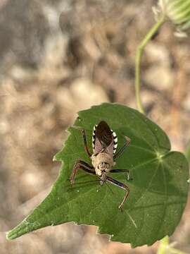 Image of Rhynocoris neavei Bergroth 1912