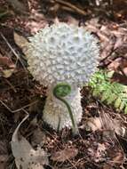 Image of Amanita pyramidifera D. A. Reid 1978