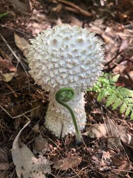 Image of Amanita pyramidifera D. A. Reid 1978