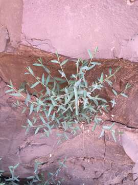 Слика од Eurybia glauca var. pulchra (S. F. Blake) Brouillet