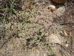 Image of Aizoon portulacaceum (Fenzl ex Harv. & Sond.) Klak