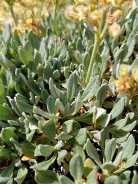 Image of rockjasmine buckwheat