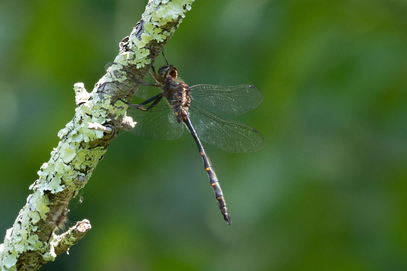 Image of Mocha Emerald