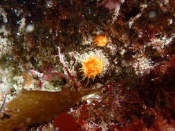 Image of Scarlet-and-gold Star Coral
