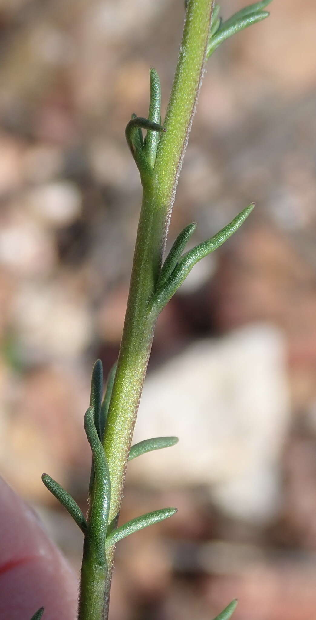 Sivun Phyllopodium elegans (Choisy) O. M. Hilliard kuva