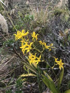 Image of Cyrtochilum auropurpureum (Rchb. fil.) Dalström