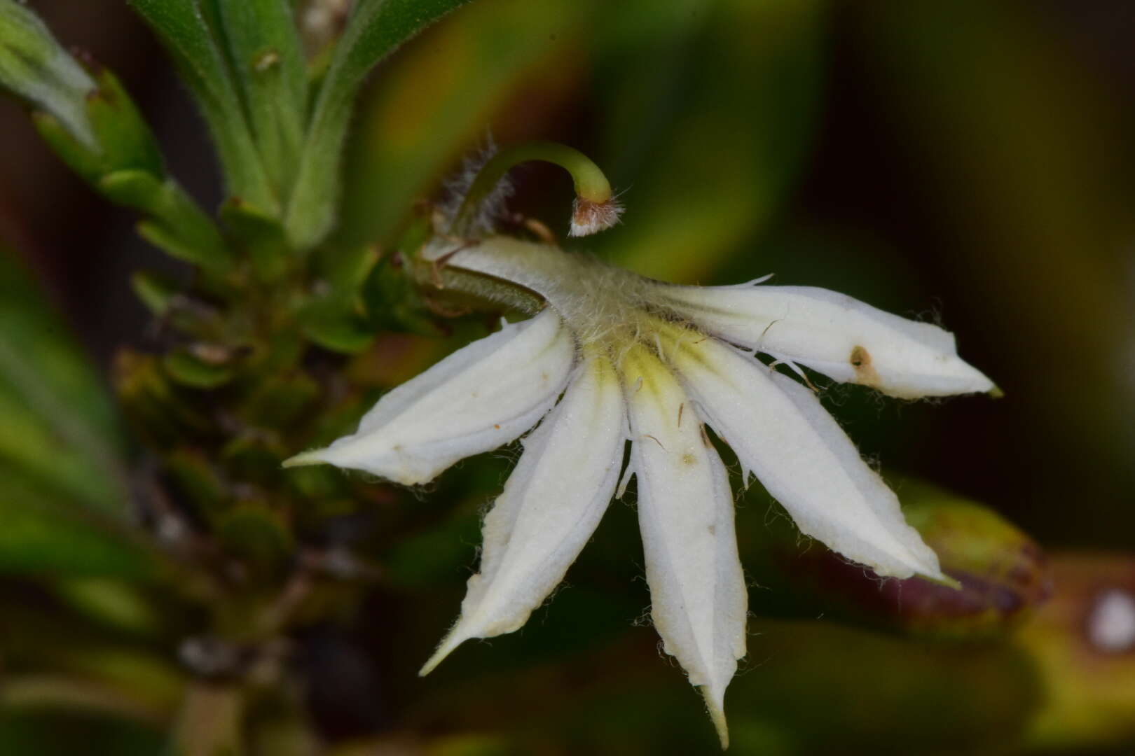 Image de Scaevola montana Labill.