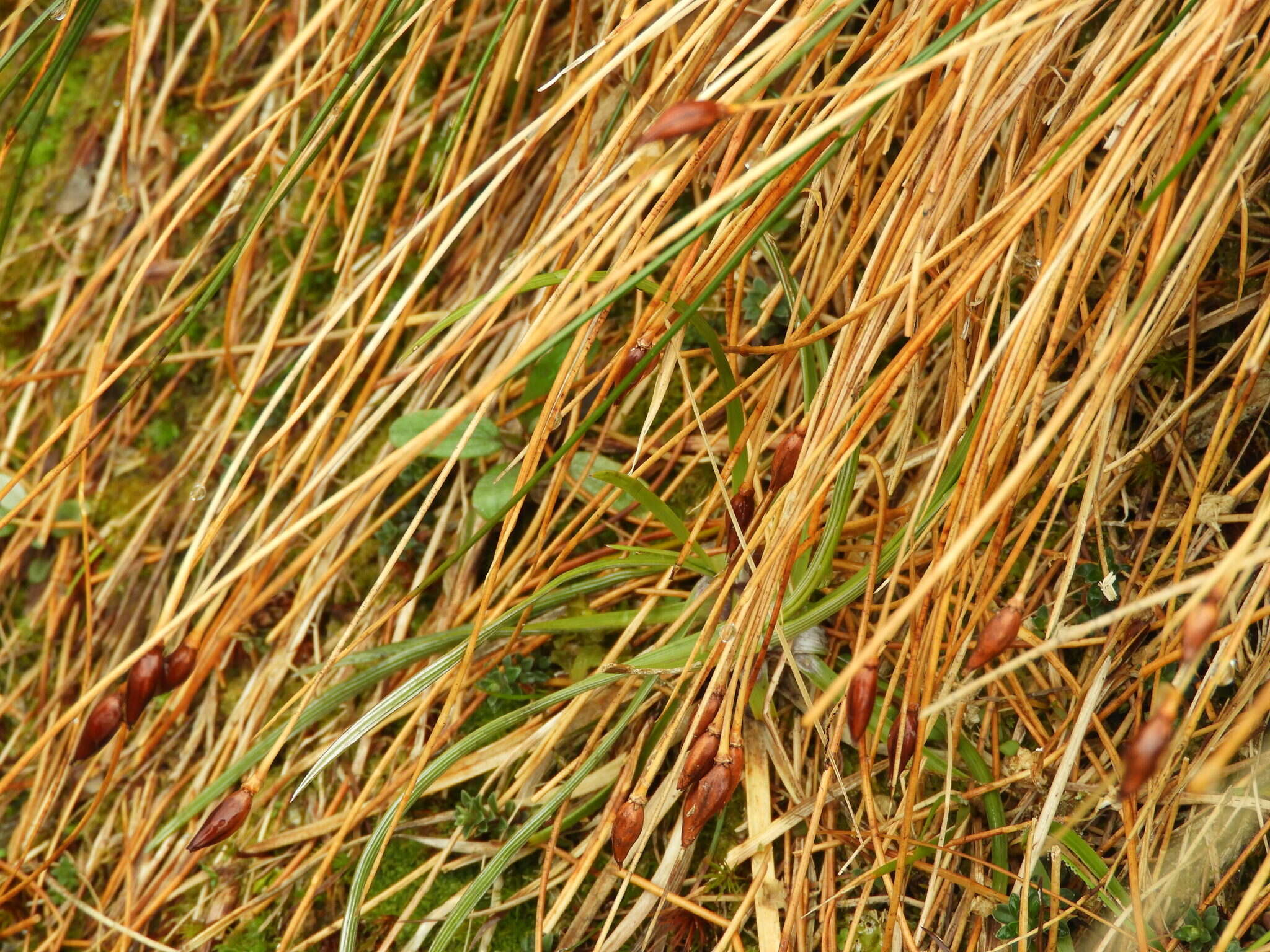 Слика од Marsippospermum gracile (Hook. fil.) Buch.